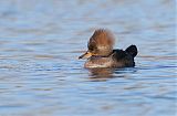 Hooded Merganser